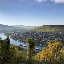 Weinhang in Bernkastel an der Mosel