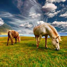 Island - weltberühmt für seine Ponys