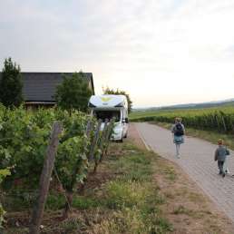 Camping direkt beim Winzer am Rhein