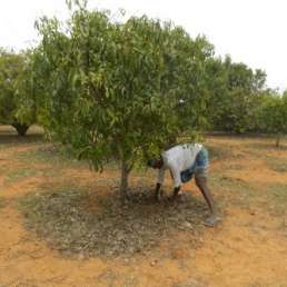 Stadt Land Camp - CO2 Kompensation - Aufforstungsprojekt Bagepalli in Indien 3