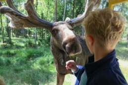 Elche auf Tuchfühlung im Elchpark Markaryd