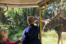 Elche ohne Scheu im Elchpark Markaryd