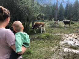 Die Wanderrouten um den Toblacher See bieten neben Flora auch Fauna