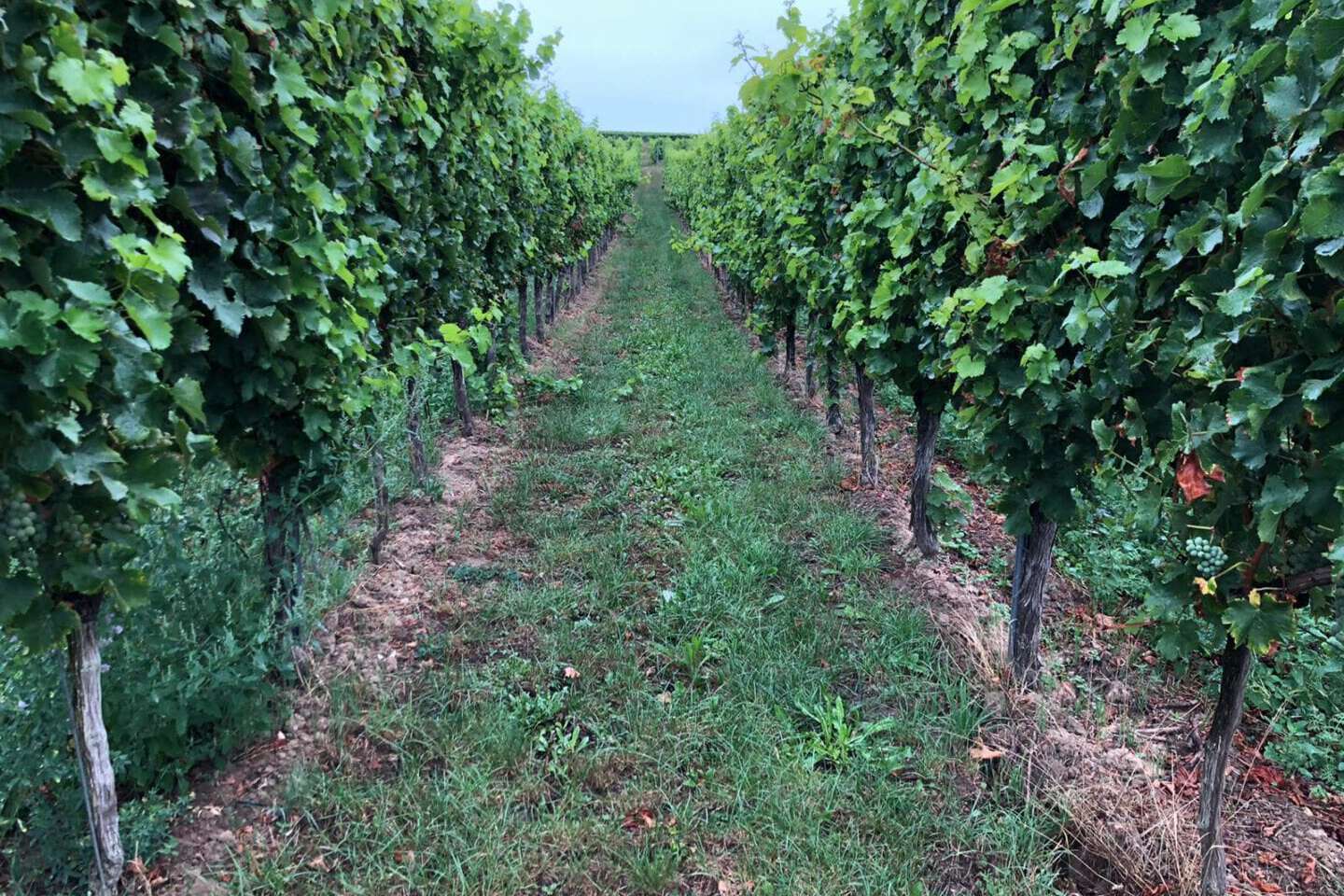 tart unserer Elternzeittour in der Pfalz - inmitten der Weinreben