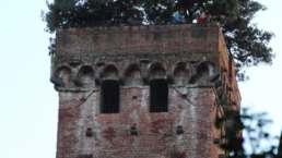 Lucca: die begrünte Spitze vom Torre Guinigi
