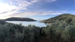 Blick auf Portovenere durch Olivenhaine