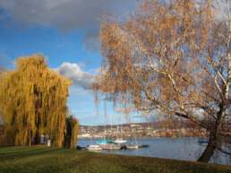 Der Zürichsee im Winter mit toller Laubfärbung