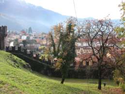 Kakiernte in Bellinzona