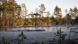 Moor und kleine Seen reichern den Hamra Nationalpark an