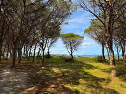 Der schöne Pinienwald mit Aussicht auf die Strände von Budoni und Tanaunella