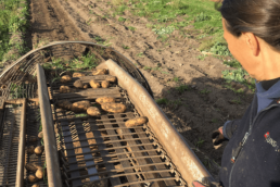 Silvi bei der Ernte ihrer BIO Kartoffeln