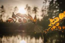 Herbstleuchten im Svartedalen Naturreservat