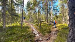 eine Vielzahl schöner Wanderwege erwartet einen im Åsnen Nationalpark