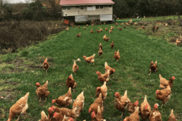 glückliche freilaufende Hühner bei Silvis Hofladen in Borstel-Hohenraden