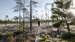 schmale Bretterstege führen durch den Hamra Nationalpark